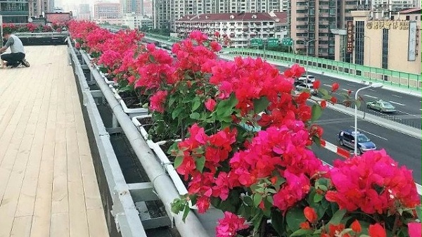 高架桥花盆