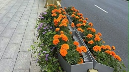 武汉城市道路马鞍式立体花盆工程案例：护栏绿化快速成景实拍