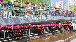 广场新“绿肺”上线！自循环蓄养花箱7天不浇水，成活率还能90%