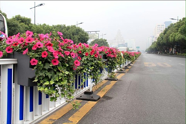 隔离带护栏绿化3